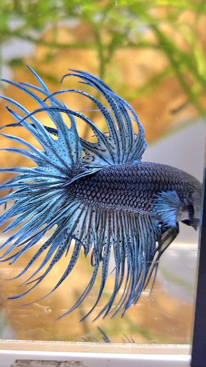 XL CROWNTAIL FULL STEEL BLUE SOLID BETTA FISH