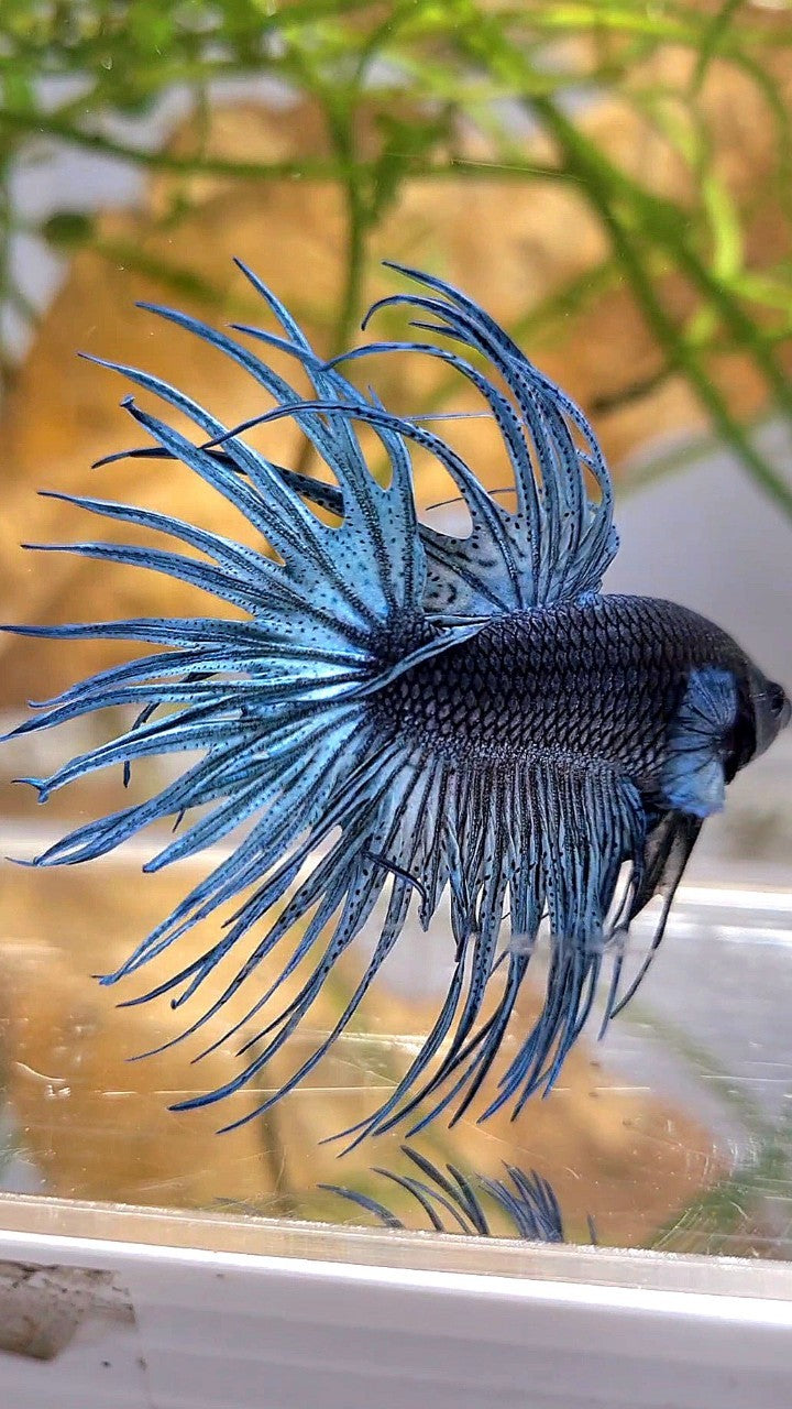 XL CROWNTAIL FULL STEEL BLUE SOLID BETTA FISH