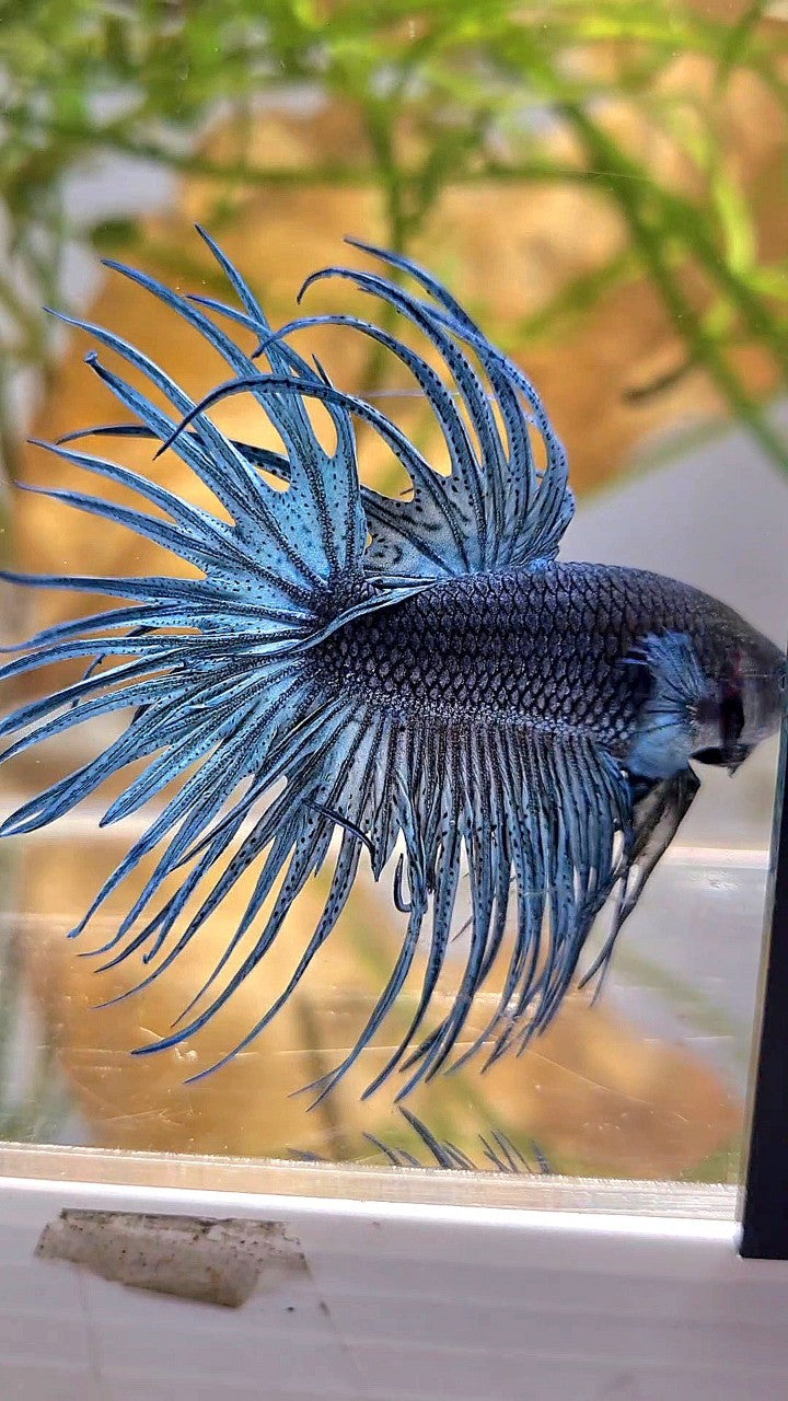 XL CROWNTAIL FULL STEEL BLUE SOLID BETTA FISH