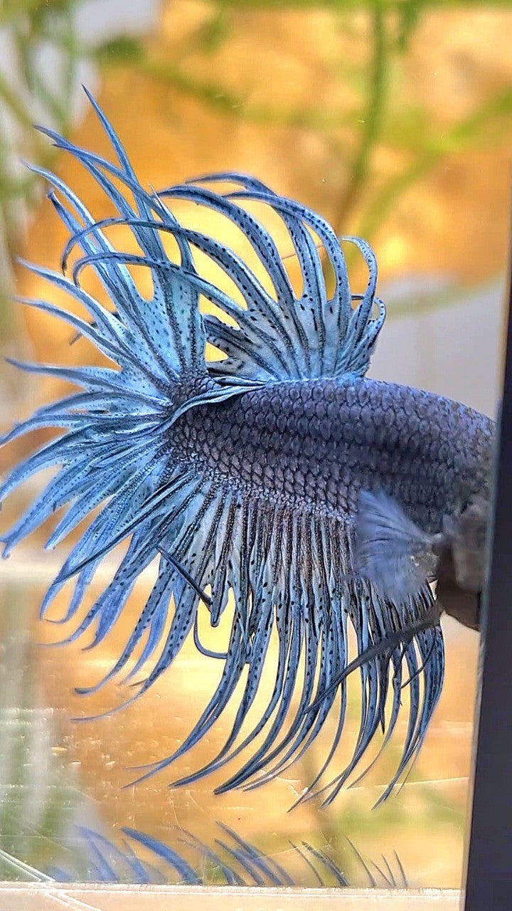 XL CROWNTAIL FULL STEEL BLUE SOLID BETTA FISH