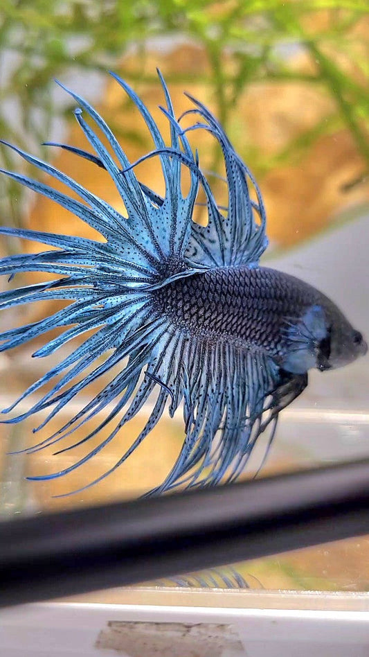 XL CROWNTAIL FULL STEEL BLUE SOLID BETTA FISH