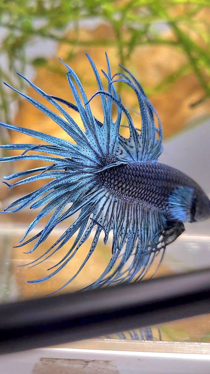 XL CROWNTAIL FULL STEEL BLUE SOLID BETTA FISH