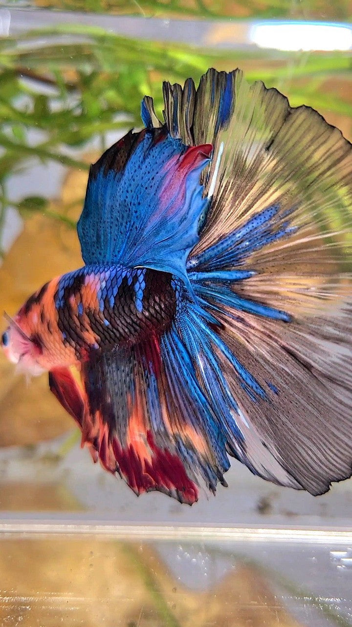 XXL HALFMOON ROSETAIL ORANGE BLACK KOI MULTICOLOR BETTA FISH