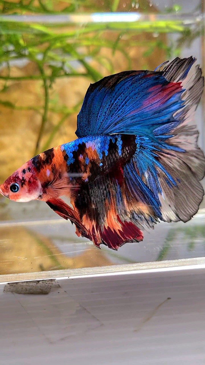 XXL HALFMOON ROSETAIL ORANGE BLACK KOI MULTICOLOR BETTA FISH
