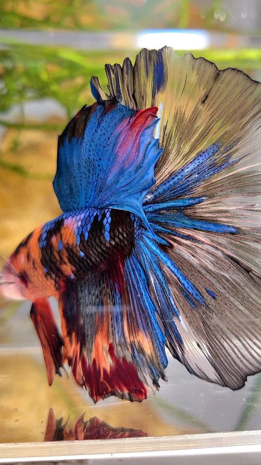 XXL HALFMOON ROSETAIL ORANGE BLACK KOI MULTICOLOR BETTA FISH