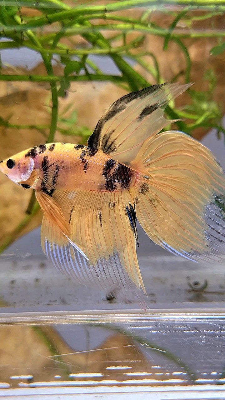 XL VEILTAIL YELLOW KOI TIGER MULTICOLOR BETTA FISH