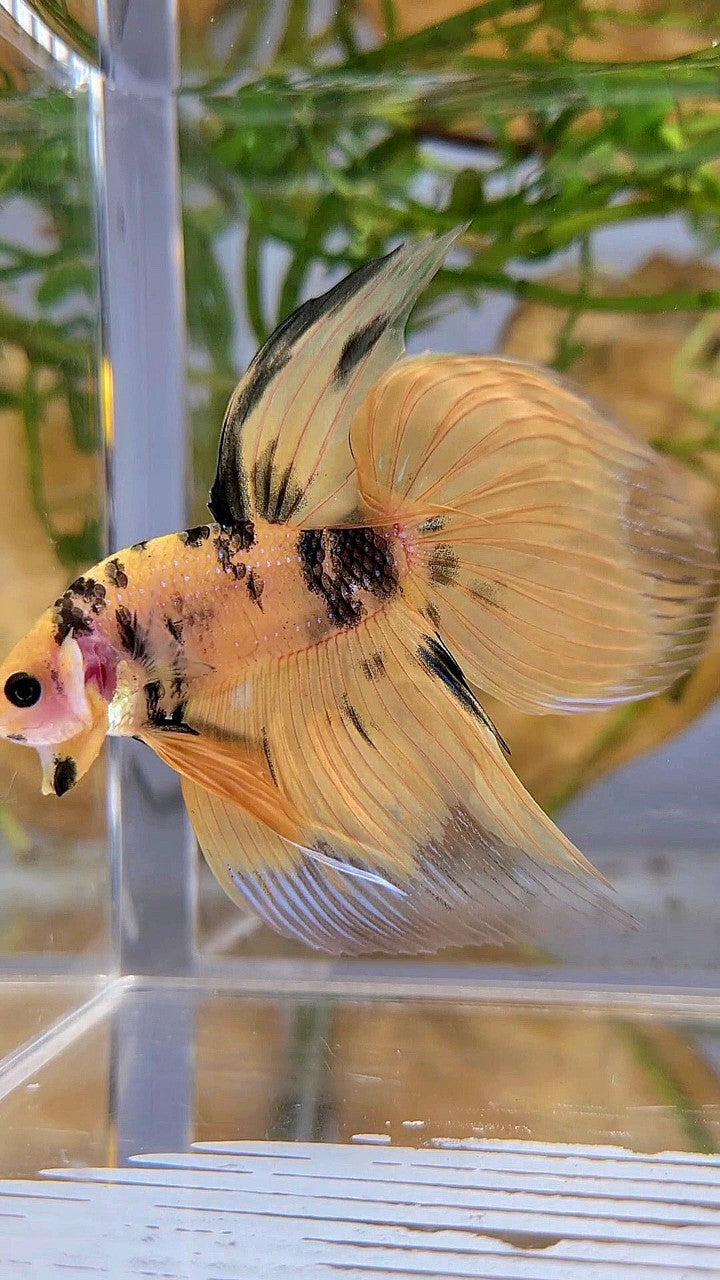 XL VEILTAIL YELLOW KOI TIGER MULTICOLOR BETTA FISH