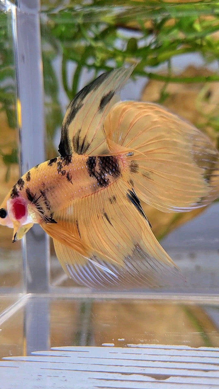 XL VEILTAIL YELLOW KOI TIGER MULTICOLOR BETTA FISH