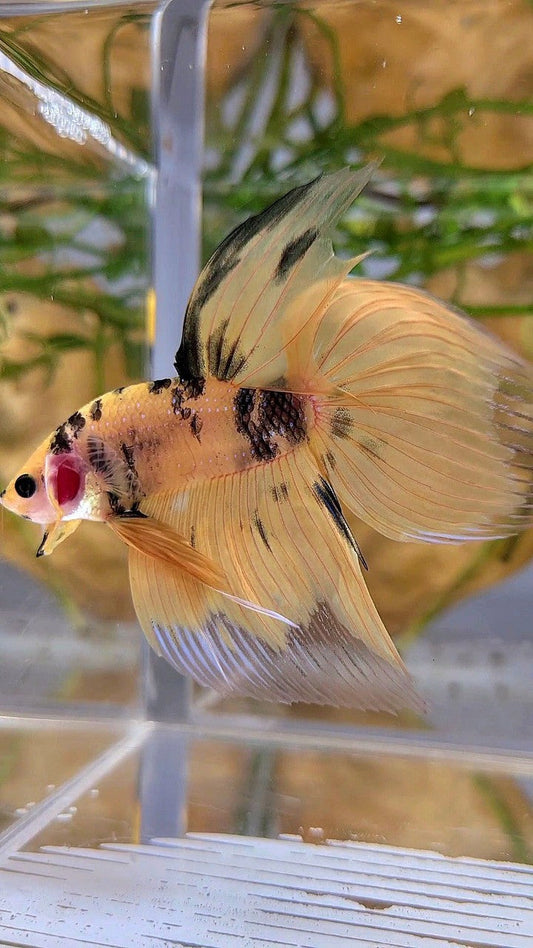 XL VEILTAIL YELLOW KOI TIGER MULTICOLOR BETTA FISH