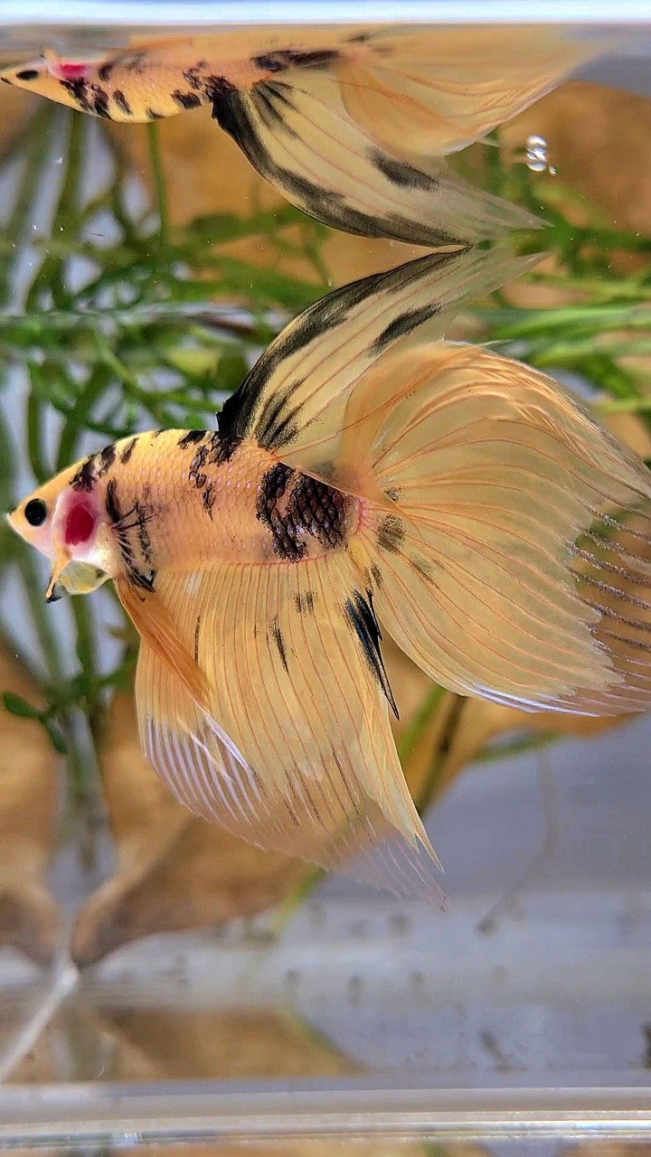 XL VEILTAIL YELLOW KOI TIGER MULTICOLOR BETTA FISH