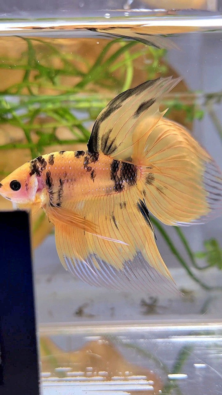 XL VEILTAIL YELLOW KOI TIGER MULTICOLOR BETTA FISH