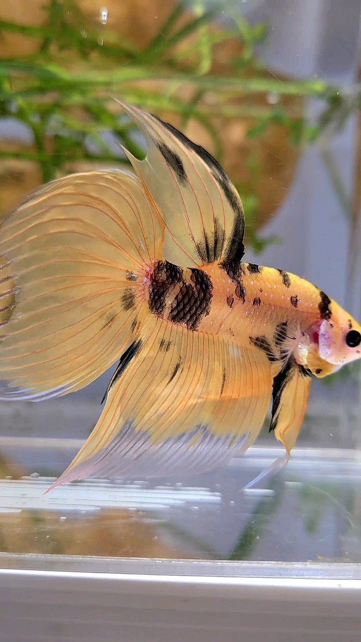 XL VEILTAIL YELLOW KOI TIGER MULTICOLOR BETTA FISH