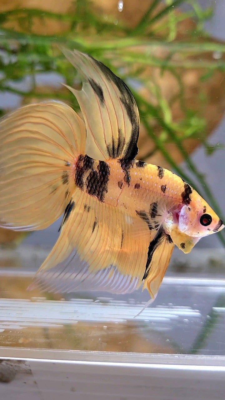 XL VEILTAIL YELLOW KOI TIGER MULTICOLOR BETTA FISH