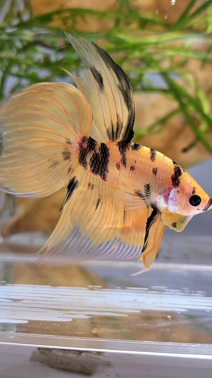 XL VEILTAIL YELLOW KOI TIGER MULTICOLOR BETTA FISH