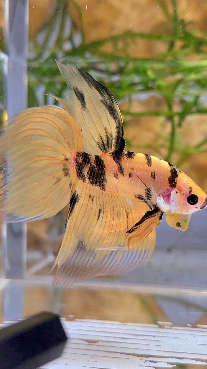 XL VEILTAIL YELLOW KOI TIGER MULTICOLOR BETTA FISH