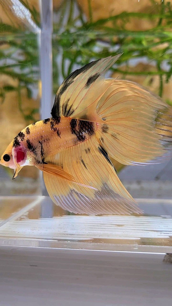 XL VEILTAIL YELLOW KOI TIGER MULTICOLOR BETTA FISH