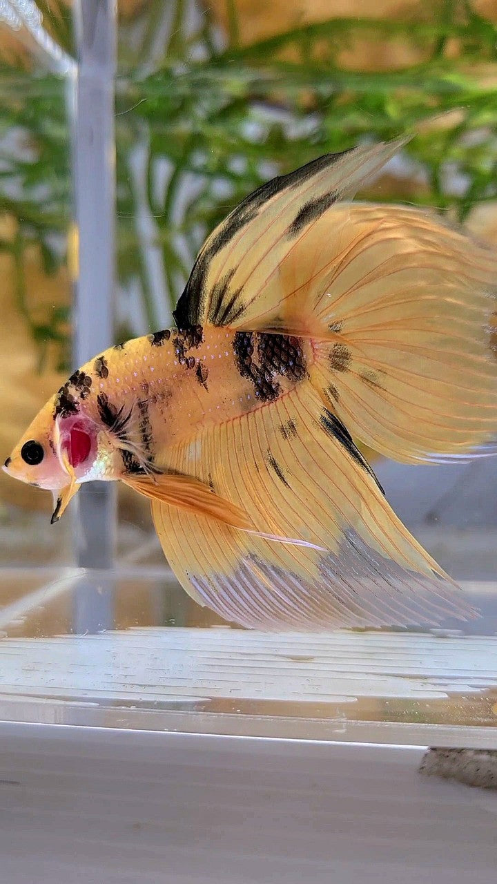XL VEILTAIL YELLOW KOI TIGER MULTICOLOR BETTA FISH