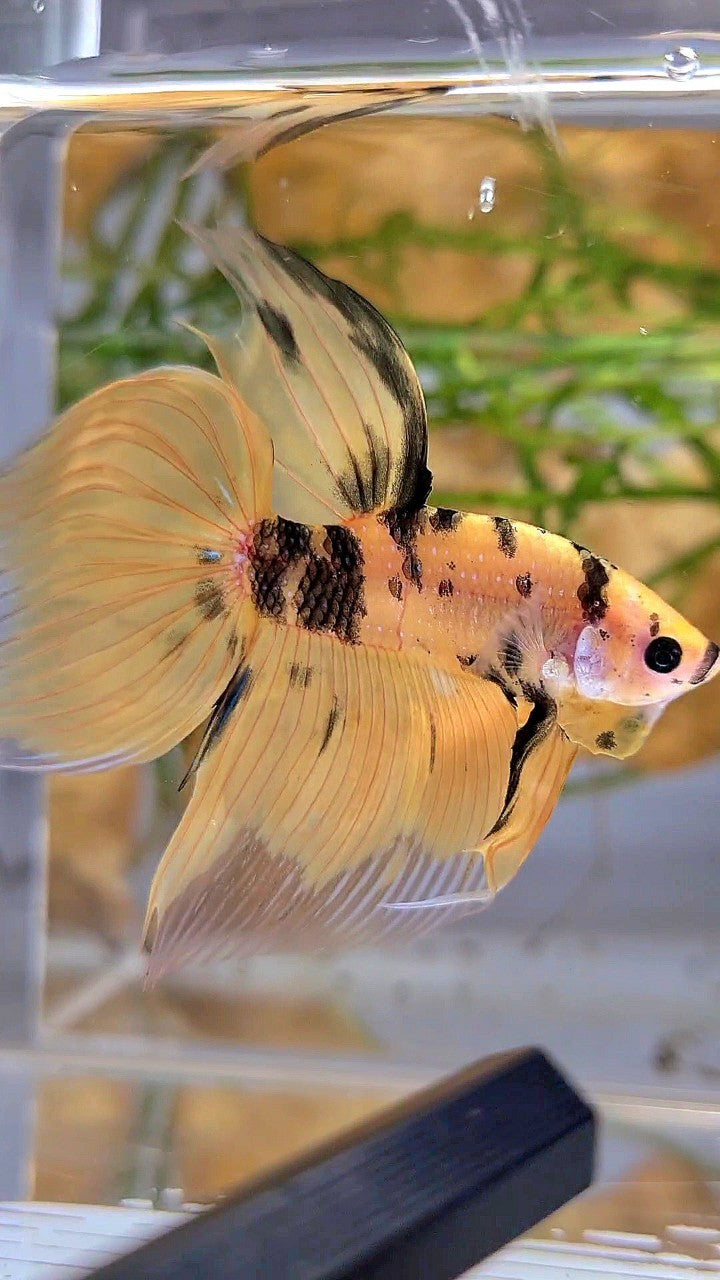 XL VEILTAIL YELLOW KOI TIGER MULTICOLOR BETTA FISH