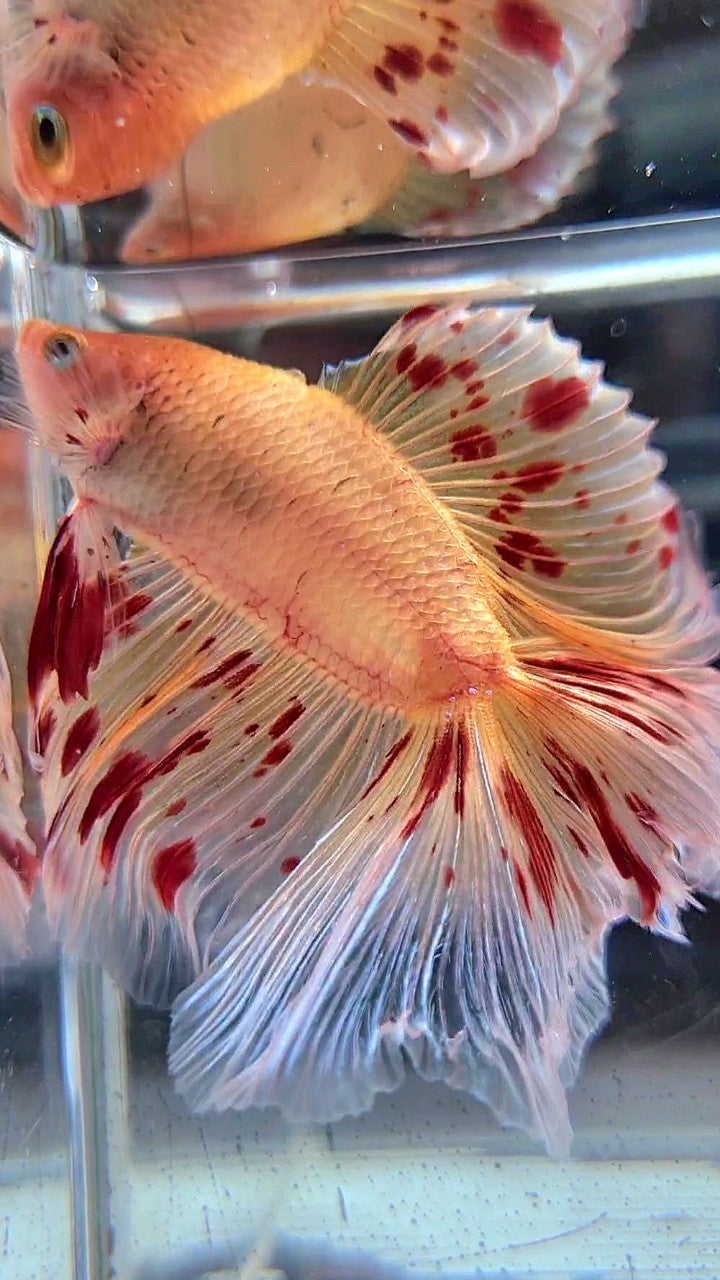 XL HALFMOON DOUBLE TAIL ROSETAIL ARMAGEDDON BETTA FISH