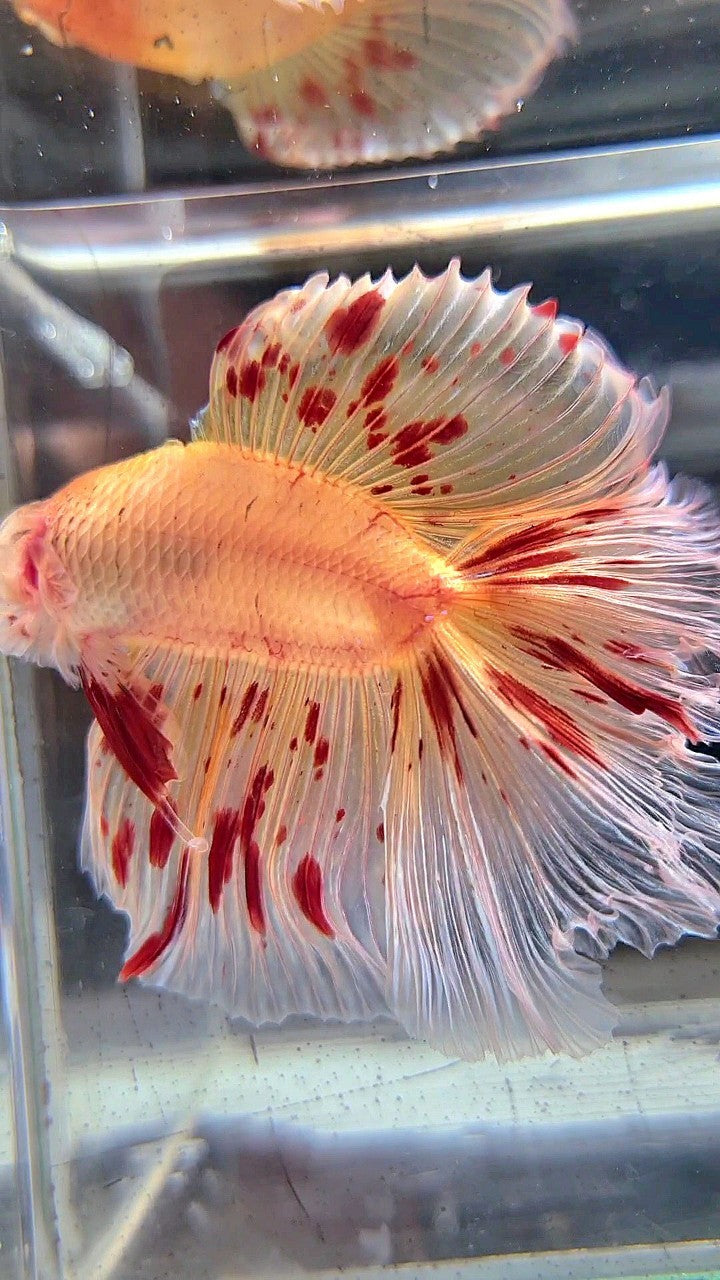 XL HALFMOON DOUBLE TAIL ROSETAIL ARMAGEDDON BETTA FISH