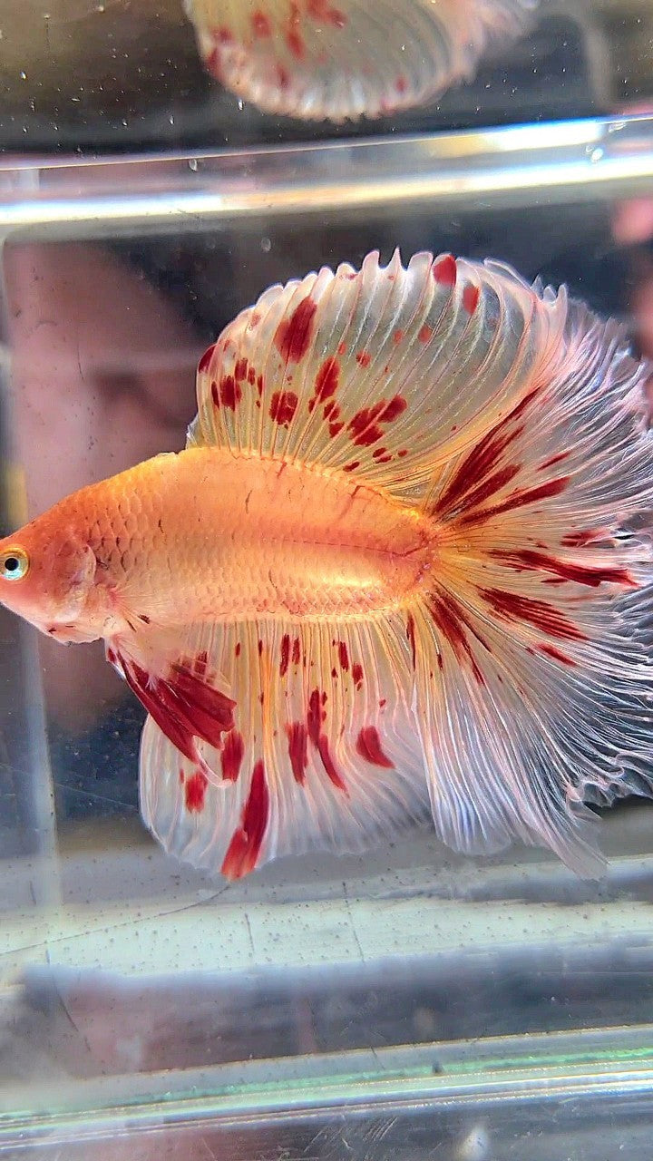 XL HALFMOON DOUBLE TAIL ROSETAIL ARMAGEDDON BETTA FISH