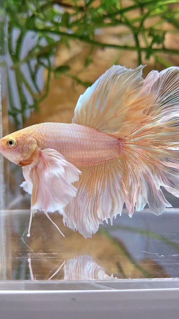 HALFMOON DUMBO EAR ROSETAIL SOFT GOLD BUTTERFLY BETTA FISH