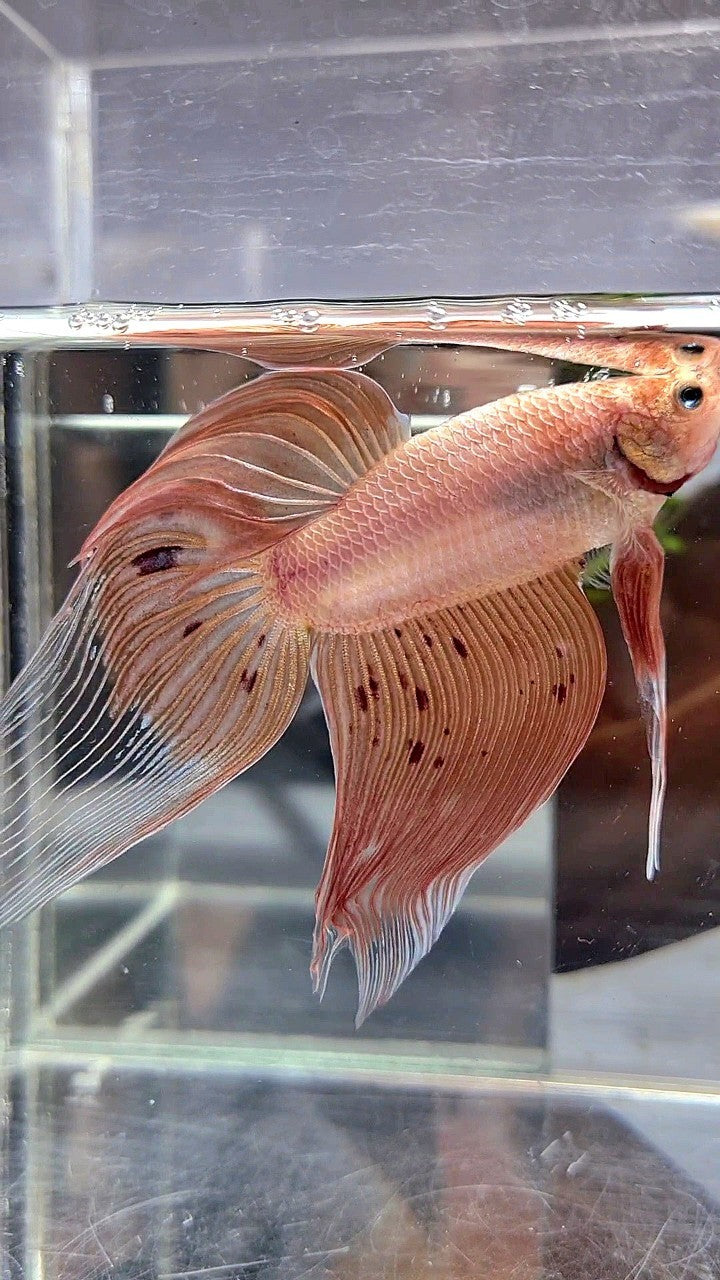 XXL VEILTAIL ARMAGEDDON BETTA FISH