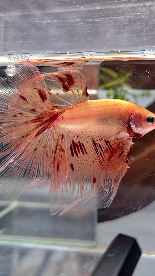 XL HALFMOON ROSETAIL ARMAGEDDON BETTA FISH