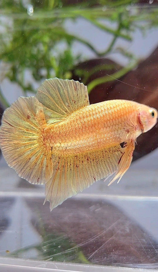 LUXURY XL PLAKAT GOLD YELLOW VANDA BETTA FISH