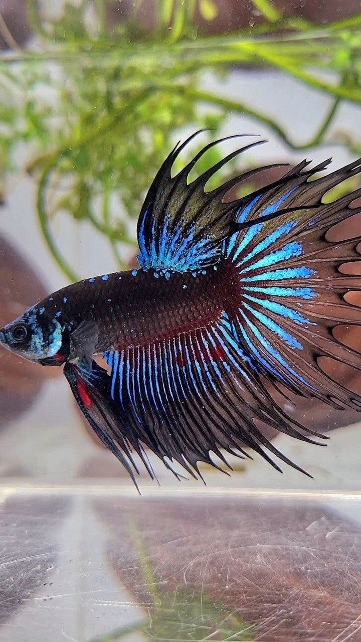 LUXURY XL CROWNTAIL BLACK GALAXY BLUE AVATAR BETTA FISH