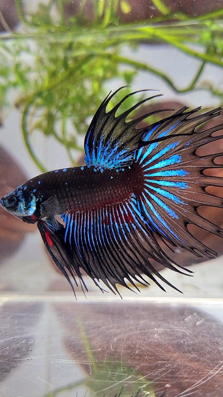 LUXURY XL CROWNTAIL BLACK GALAXY BLUE AVATAR BETTA FISH