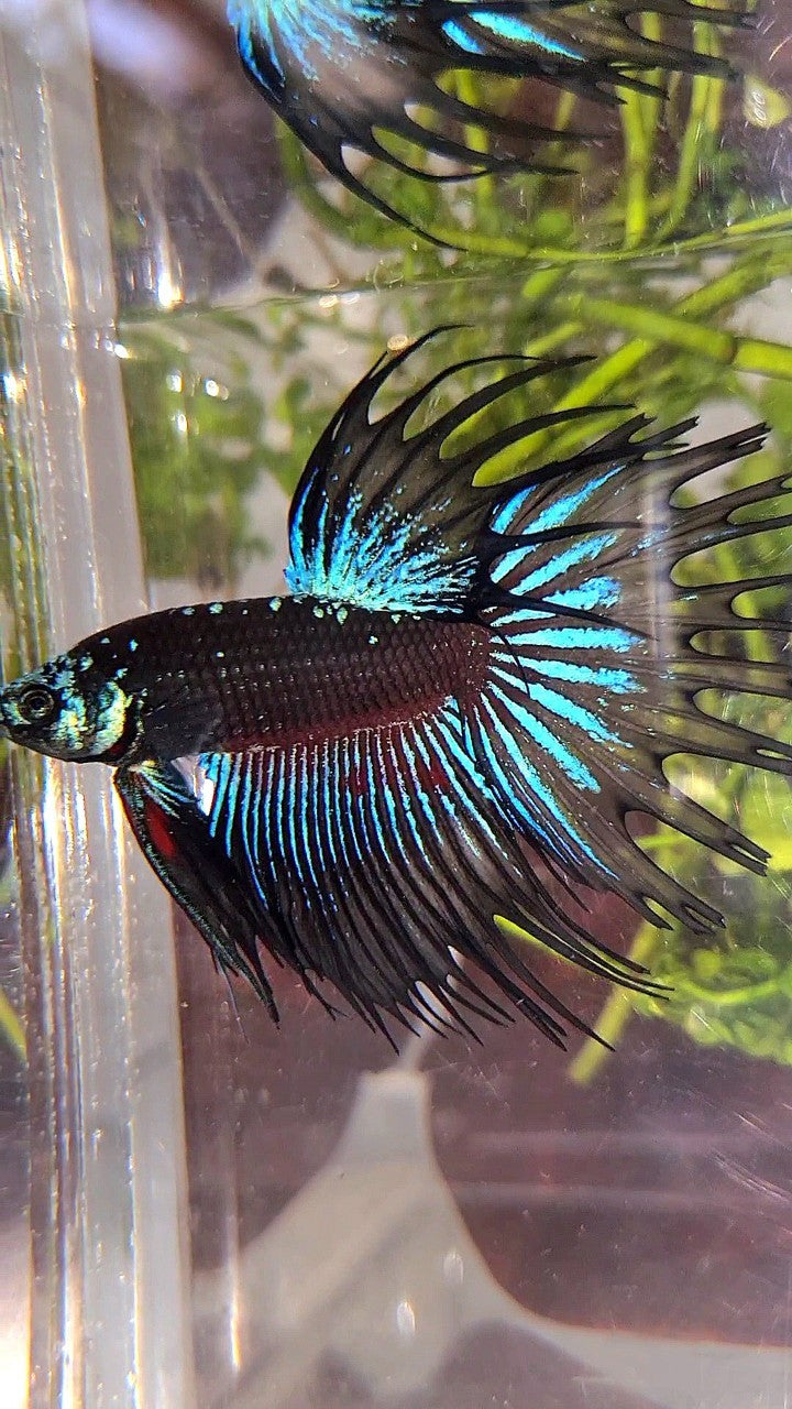 LUXURY XL CROWNTAIL BLACK GALAXY BLUE AVATAR BETTA FISH