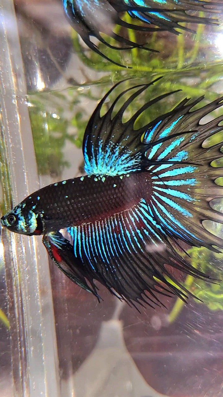LUXURY XL CROWNTAIL BLACK GALAXY BLUE AVATAR BETTA FISH