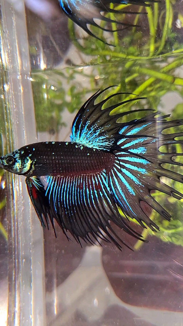 LUXURY XL CROWNTAIL BLACK GALAXY BLUE AVATAR BETTA FISH