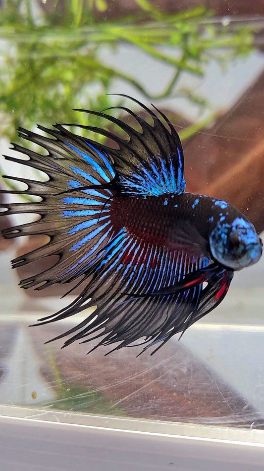 LUXURY XL CROWNTAIL BLACK GALAXY BLUE AVATAR BETTA FISH