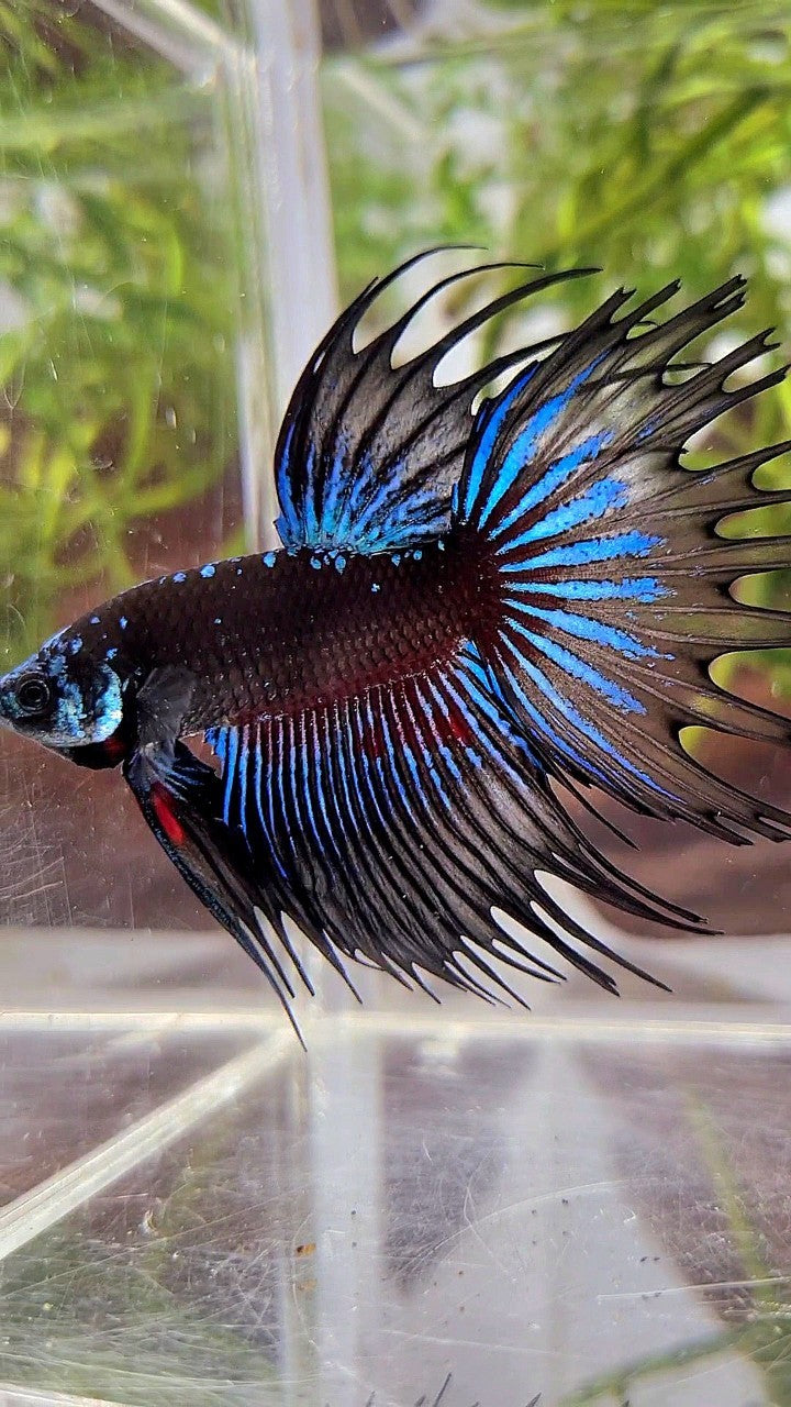 LUXURY XL CROWNTAIL BLACK GALAXY BLUE AVATAR BETTA FISH
