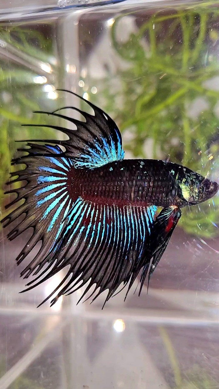 LUXURY XL CROWNTAIL BLACK GALAXY BLUE AVATAR BETTA FISH