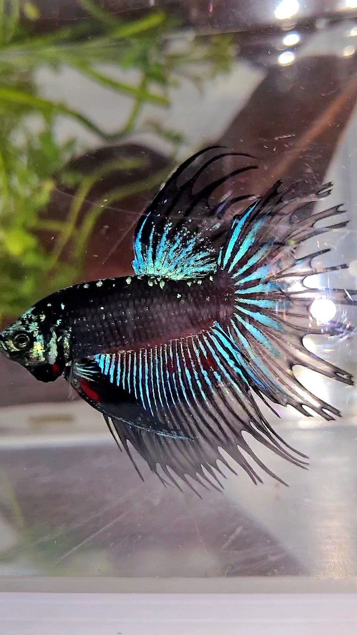 LUXURY XL CROWNTAIL BLACK GALAXY BLUE AVATAR BETTA FISH