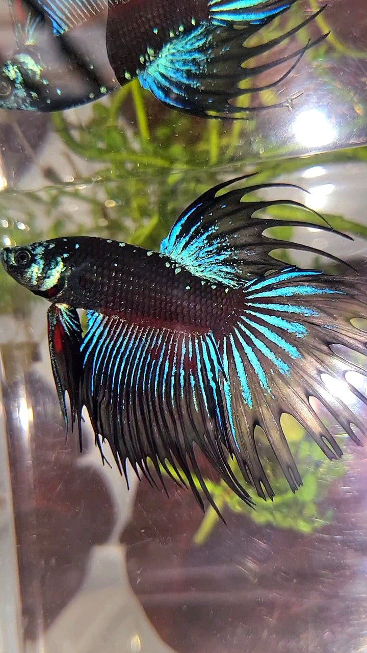 LUXURY XL CROWNTAIL BLACK GALAXY BLUE AVATAR BETTA FISH