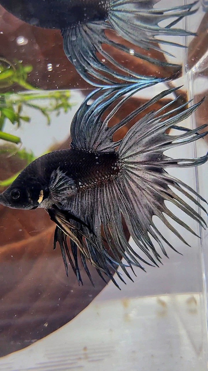 LUXURY CROWNTAIL AVATAR BLACK GALAXY COPPER YELLOW WASH BETTA FISH
