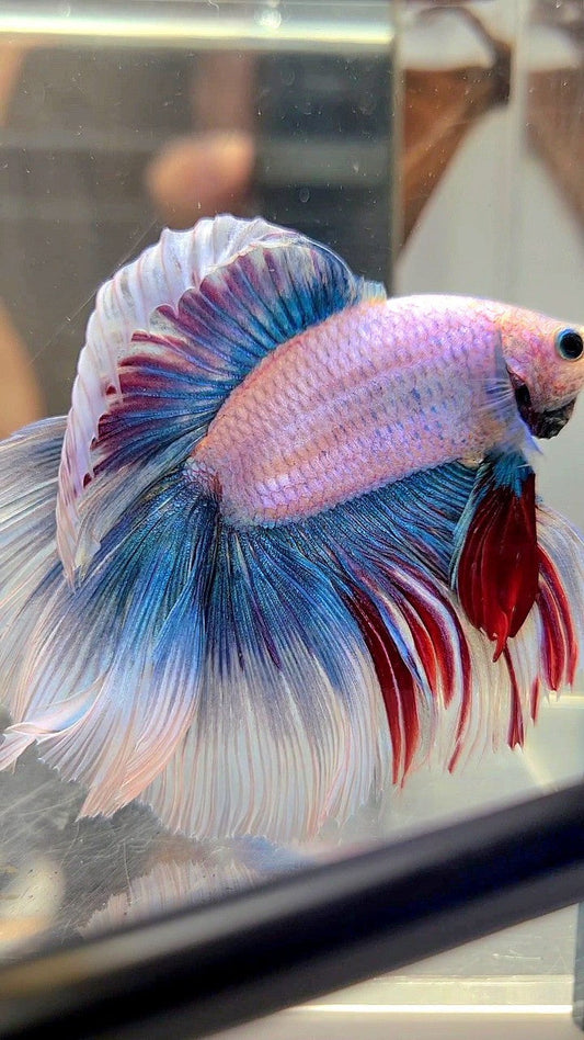 XXL HALFMOON DOUBLE TAIL ROSETAIL MASCOT WAROCHAI BETTA FISH
