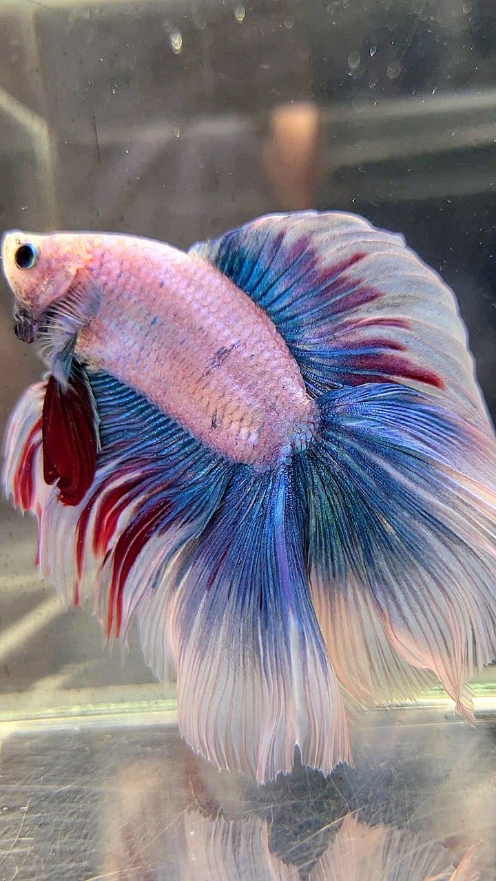 XXL HALFMOON DOUBLE TAIL ROSETAIL MASCOT WAROCHAI BETTA FISH