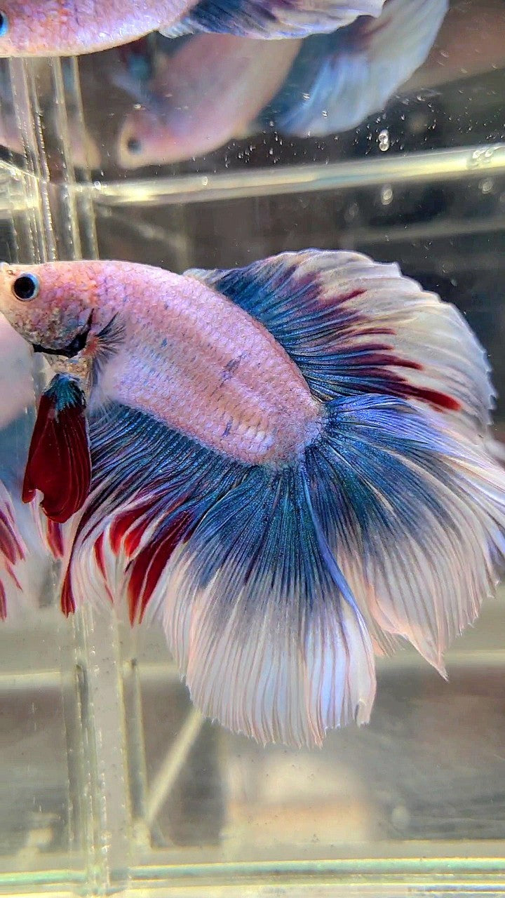 XXL HALFMOON DOUBLE TAIL ROSETAIL MASCOT WAROCHAI BETTA FISH