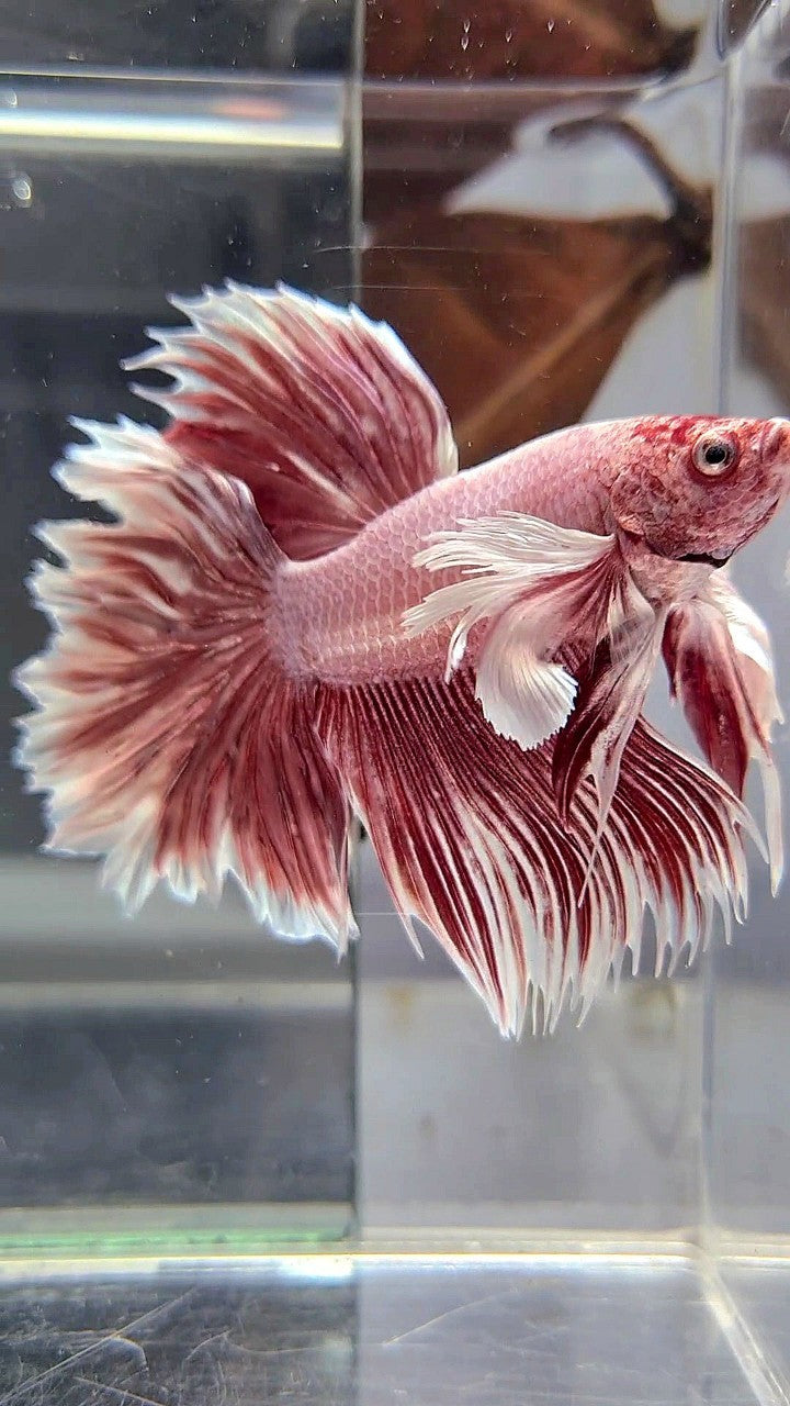 HALFMOON DUMBO EAR ROSETAIL LAVENDER BETTA FISH