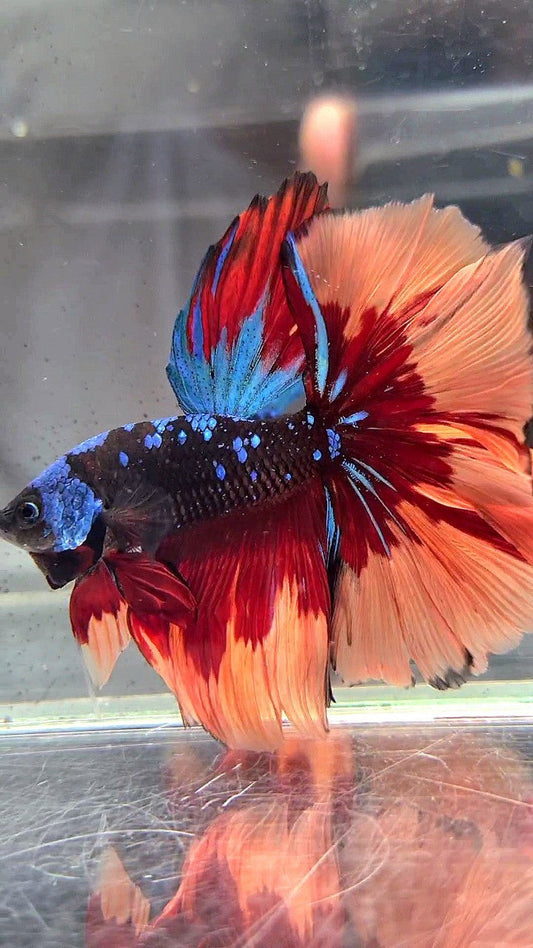 XL HALFMOON ROSETAIL BLACK GALAXY AVATAR BLUE ORANGE FIRE PATTERN VARIATION BETTA FISH