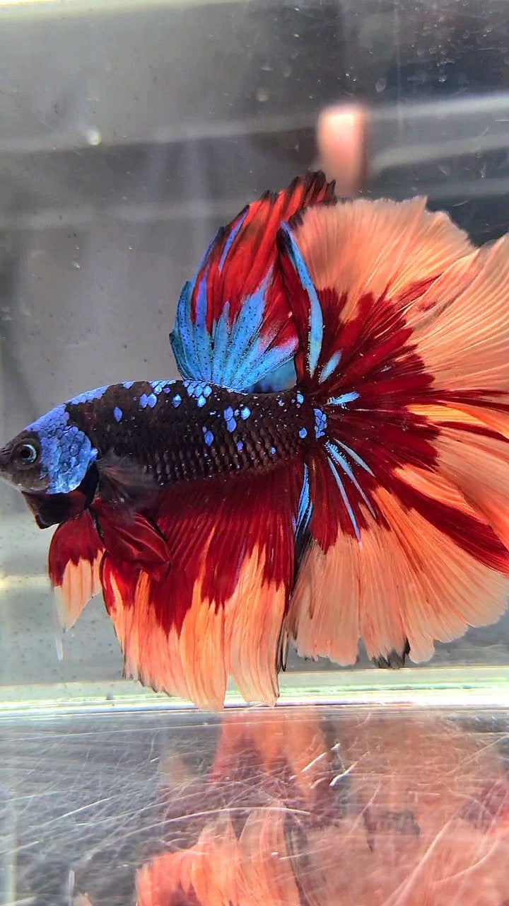 XL HALFMOON ROSETAIL BLACK GALAXY AVATAR BLUE ORANGE FIRE PATTERN VARIATION BETTA FISH