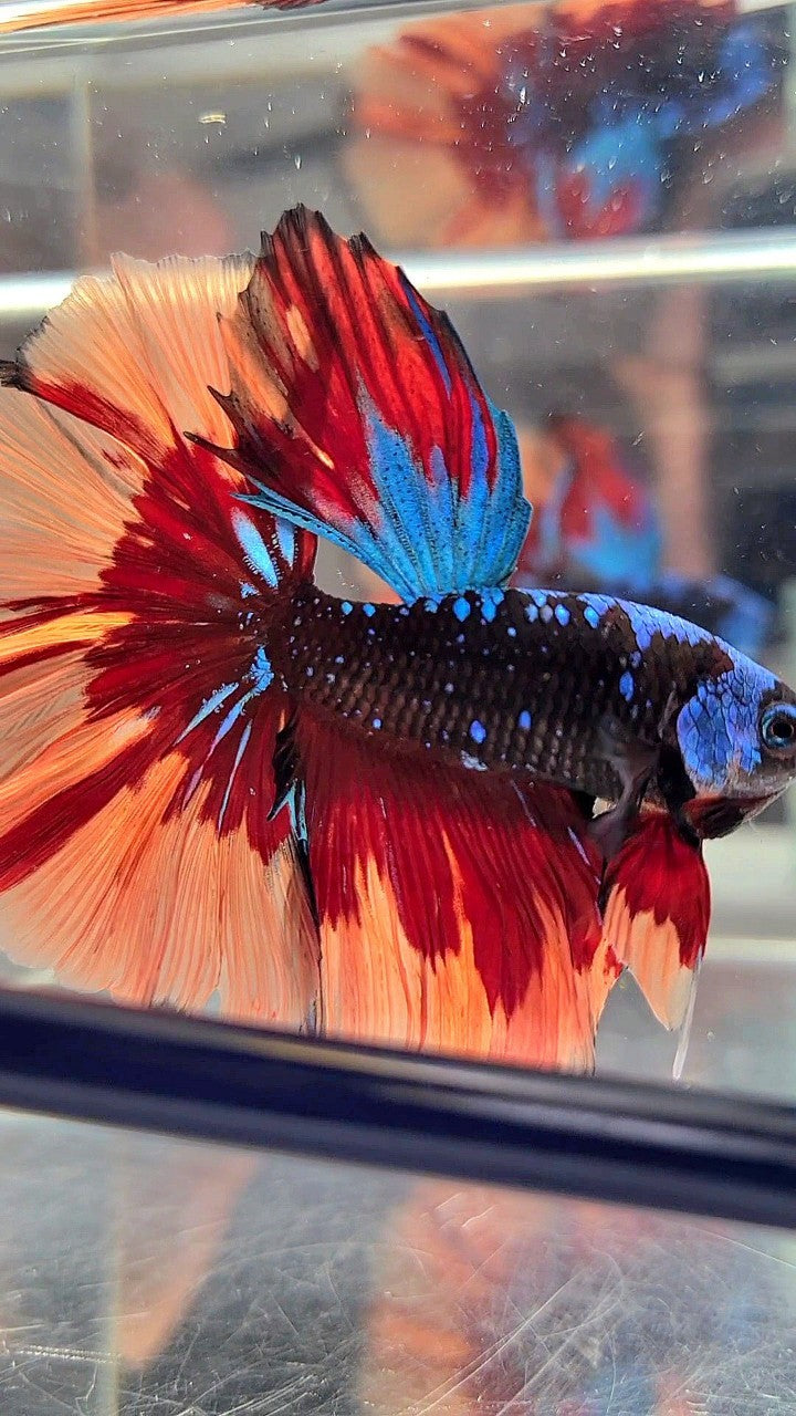 XL HALFMOON ROSETAIL BLACK GALAXY AVATAR BLUE ORANGE FIRE PATTERN VARIATION BETTA FISH