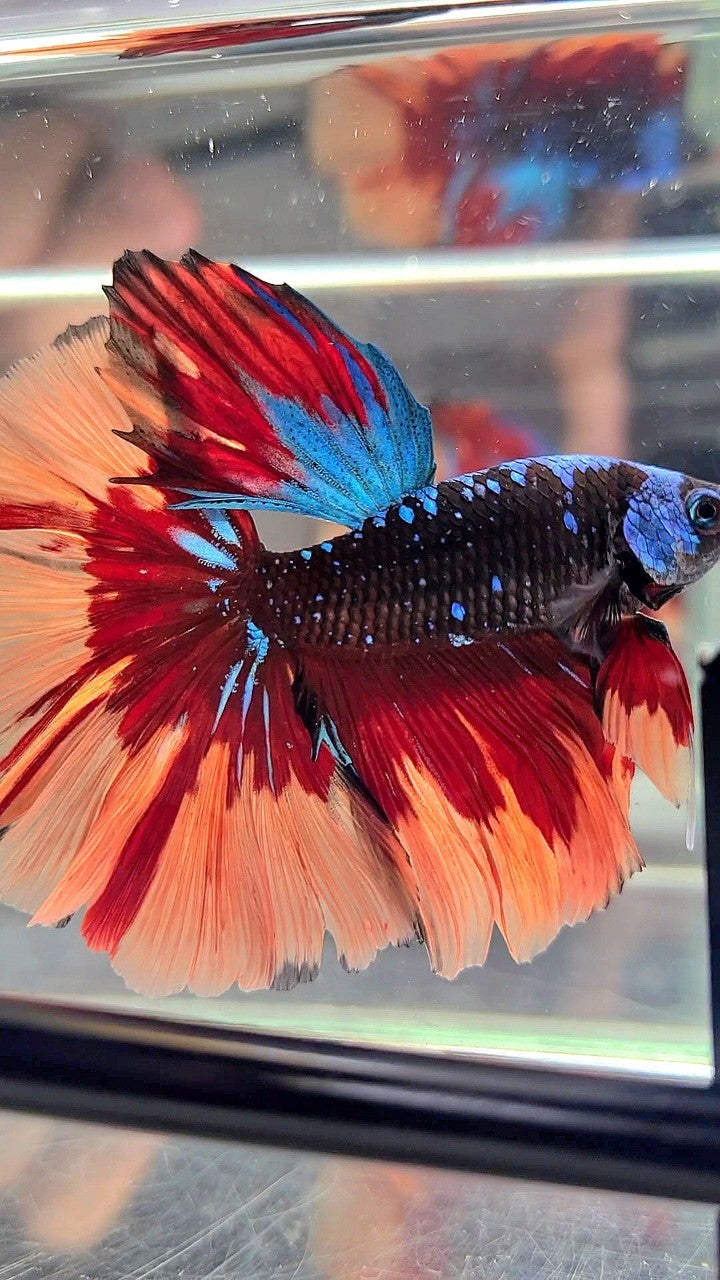 XL HALFMOON ROSETAIL BLACK GALAXY AVATAR BLUE ORANGE FIRE PATTERN VARIATION BETTA FISH