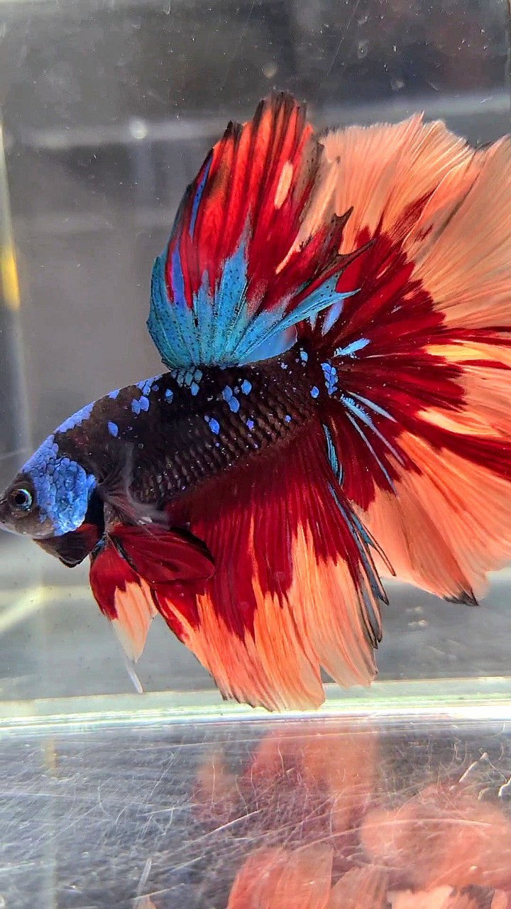 XL HALFMOON ROSETAIL BLACK GALAXY AVATAR BLUE ORANGE FIRE PATTERN VARIATION BETTA FISH