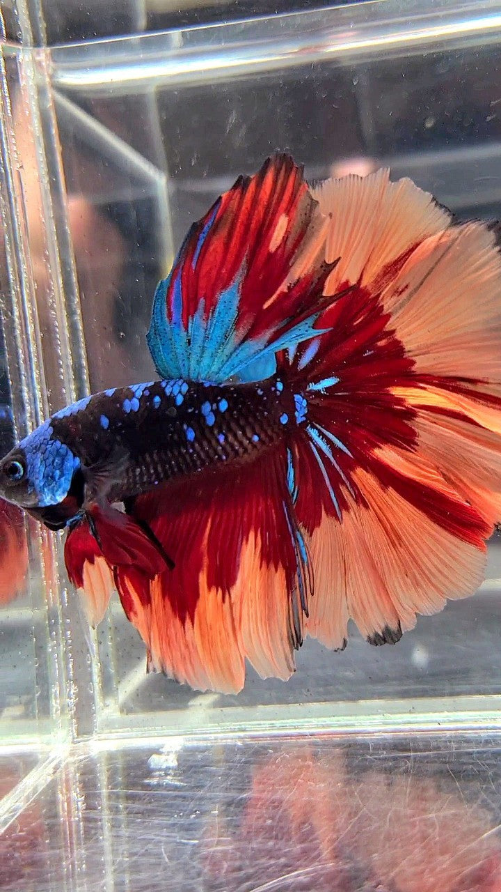 XL HALFMOON ROSETAIL BLACK GALAXY AVATAR BLUE ORANGE FIRE PATTERN VARIATION BETTA FISH